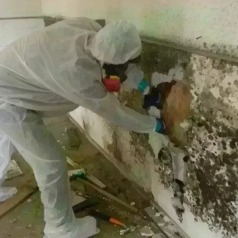 Mold Remediation and Removal in Broxton, GA